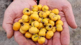 Doğada kendiliğinden yetişiyor... Adeta kalp dostu: Damarları genişletiyor, bağışıklığı güçlendiriyor!