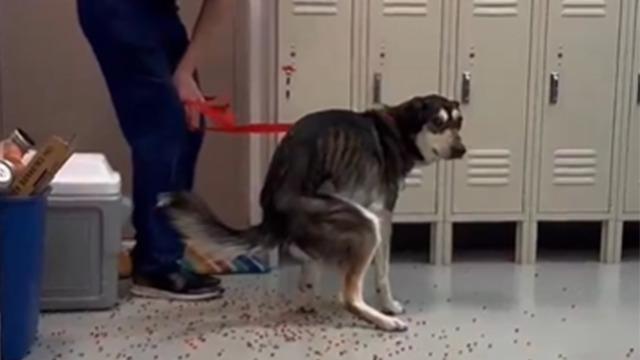 Ne olduğunu bilmeyen köpek su maymuncuğu yedi, o baloncukları çıkardığı anlar ise viral oldu