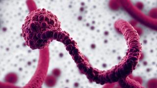 Kanamaya neden olan 'Marburg virüsü' paniği! Bir haftada vaka sayısı zirve yaptı... 13 kişi hayatını kaybetti