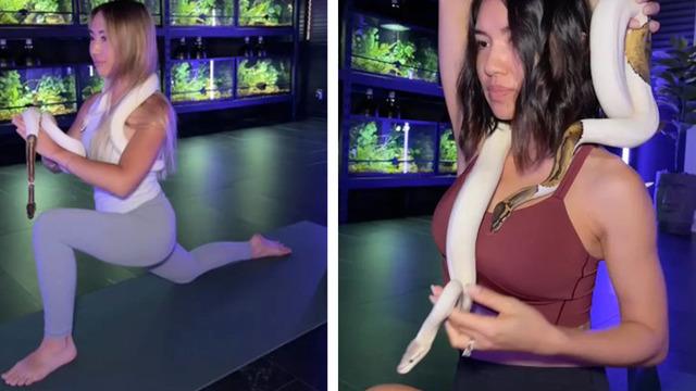 Sosyal medya bu yılan yogayı konuşuyor! Ellerinde tutmakla kalmıyor aynı zamanda vücutlarında gezdiriyorlar... Bir gören bir daha baktı