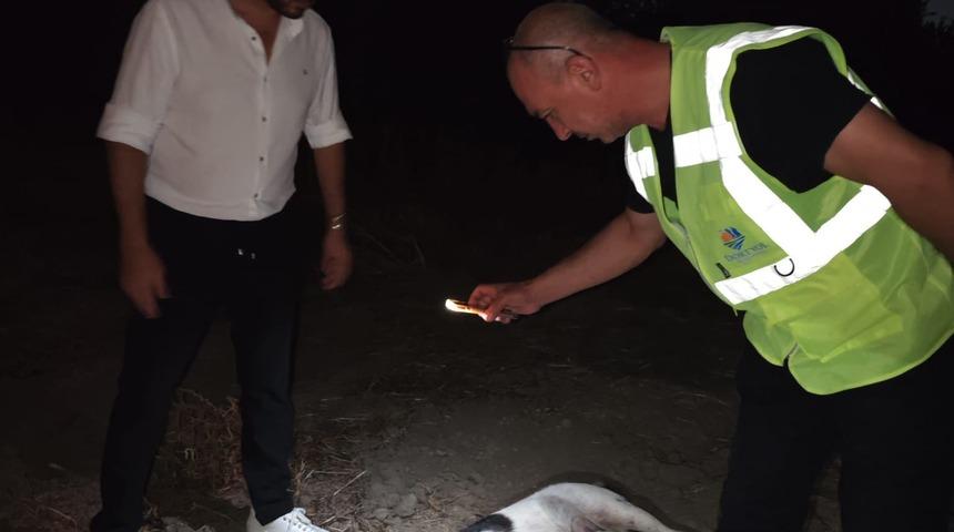 Hatay'da 11 köpek ölü bulundu