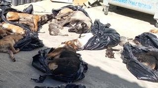 Gebze'de korkunç görüntüler! Onlarca köpek ve kedi telef edilip, çöp kutusuna atılmış... Görüntüler ortaya çıktı