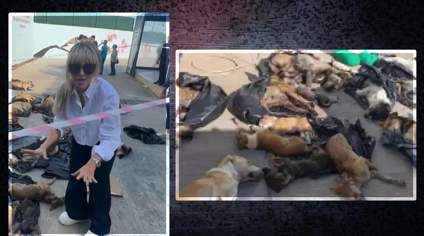 Gebze'deki hayvan katliamına sessiz kalmadı! Seren Serengil hemen oraya koştu! 'Bu kanun derhal durdurulsun' 