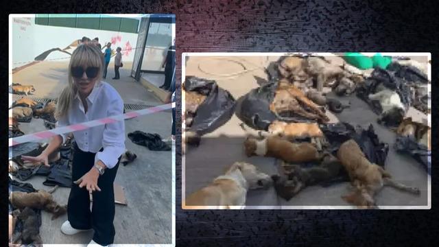 Gebze'deki hayvan katliamına sessiz kalmadı! Seren Serengil hemen oraya koştu! 'Bu kanun derhal durdurulsun' 