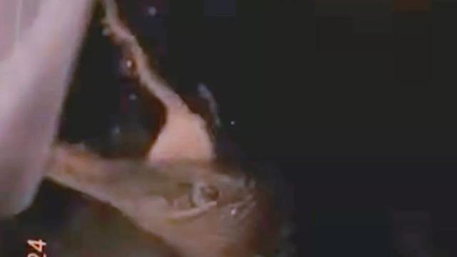 Şoke eden görüntüler! Otoyol sele teslim oldu... Aracın lastiklerini ısıran timsahı saniye saniye kaydetti