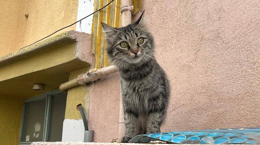 80 yaşındaki kişi, psikolojik sorunları nedeniyle kedi besleyen baba ve oğluna silahlı saldırıda bulundu