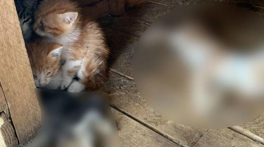 Hayvan barınağındaki görüntüler sonrası Ümraniye Belediyesi'nden açıklama: 'Hayvanlar tedavi altında,  yanlış bir izlenim yaratıldı'