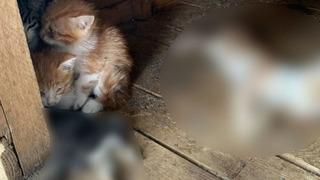 Hayvan barınağındaki görüntüler sonrası Ümraniye Belediyesi'nden açıklama: 'Hayvanlar tedavi altında,  yanlış bir izlenim yaratıldı'