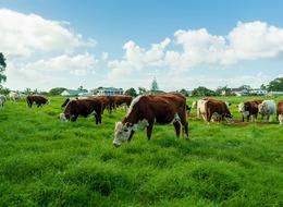 Bir şirket daha iflas bayrağını çekti! Marketler Sütçü Yusuf Çiftliği markasının ürünlerini raftan kaldırmaya başladı!