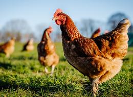 TÜİK duyurdu: Tavuk eti üretimi eylülde aylık 0,1 azaldı