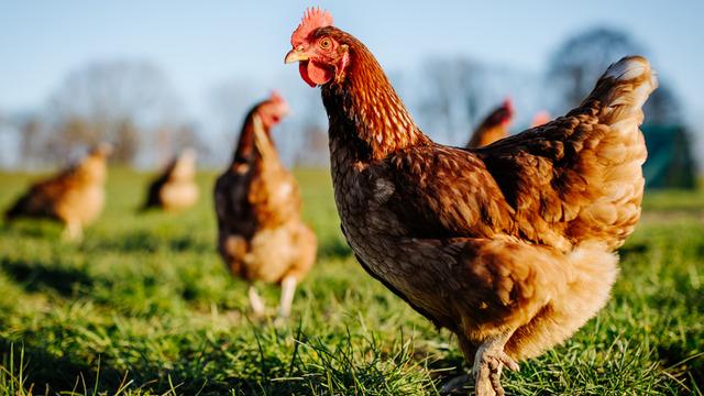 Tavuk eti üretimi ağustosta arttı!