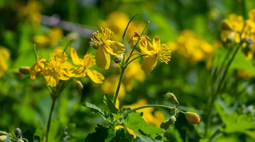 Kırlangıç otu faydaları nelerdir? Kırlangıç otu ne işe yarar?