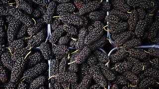 Karadut özü faydaları ve zararları nelerdir? Karadut özü kan yapar mı?