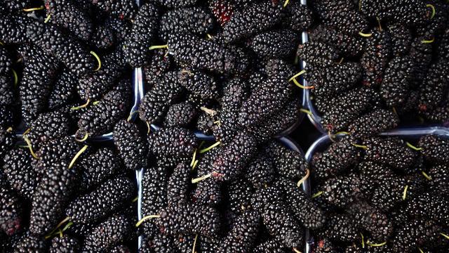 Karadut özü faydaları ve zararları nelerdir? Karadut özü kan yapar mı?