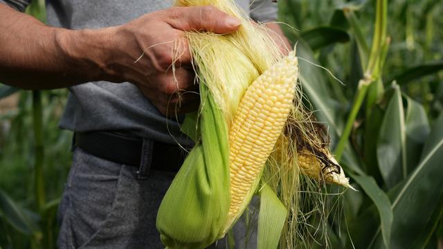 Mısır püskülünün faydaları var mı, mısır püskülünün faydaları nelerdir?