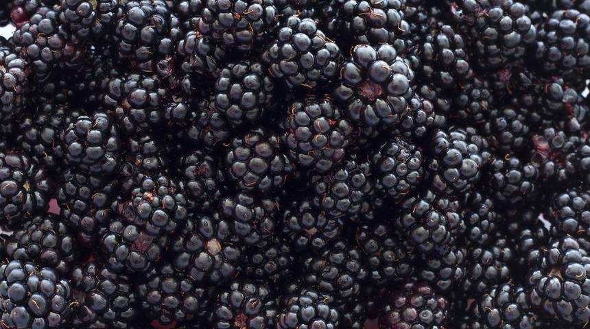 Rüyada böğürtlen görmek ne anlama gelir? Rüyada böğürtlen toplamak neye işaret ve neye yorumlanır?