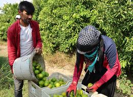 "Çiftçimiz para kazanamayacak" Mandalina hasadı başladı... Adana'da üreticinin yüzü gülmüyor! Kayıp öyle bir arttı ki... 3 milyon ton verimden 500 bine düştüler