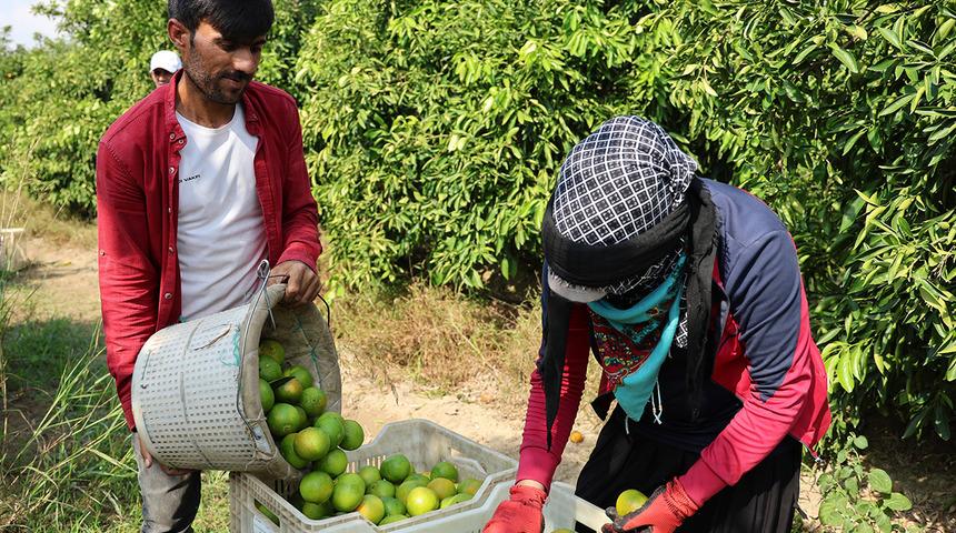 "Çiftçimiz para kazanamayacak" Mandalina hasadı başladı... Adana'da üreticinin yüzü gülmüyor! Kayıp öyle bir arttı ki... 3 milyon ton verimden 500 bine düştüler