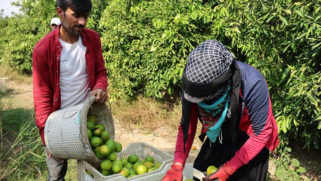 Çiftçimiz para kazanamayacak Mandalina hasadı başladı... Adana'da üreticinin yüzü gülmüyor! Kayıp öyle bir arttı ki... 3 milyon ton verimden 500 bine düştüler