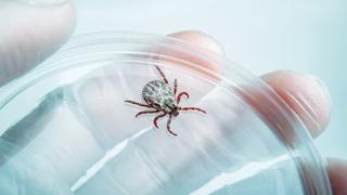 Kene kaynaklı yeni bir virüs keşfedildi! İlk belirtilere dikkat