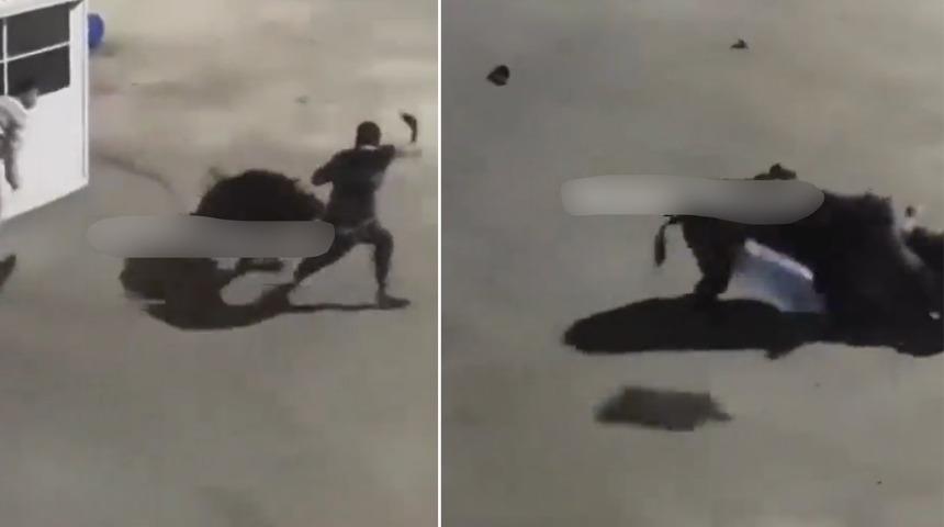 İstanbul Ayazağa'da şaşırtan görüntü! Domuz, işçilere saldırdı