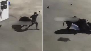 İstanbul Ayazağa'da şaşırtan görüntü! Domuz, işçilere saldırdı