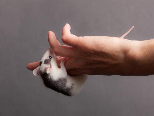 Evde besledikleri hamsterın saldırısına uğradı! Çocuklarının önünde öldü