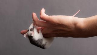 Evde besledikleri hamsterın saldırısına uğrayan kadın çocuklarının gözü önünde hayatını kaybetti! Hastaneye sadece birkaç metre kalmıştı...