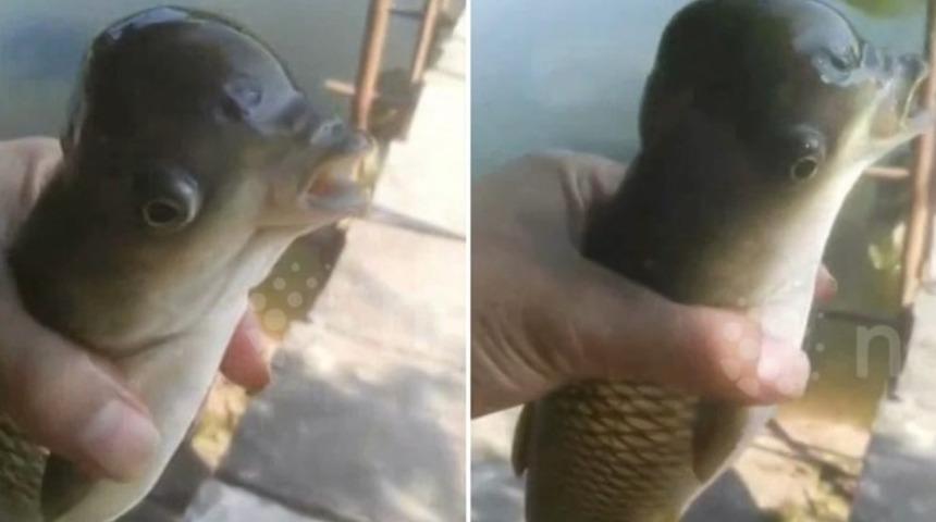 Oltasını suya atınca yakaladığı şeye inanamadı: Bedeni balık, başı kuş! Görmek için uzun kuyruklar oluşturdular