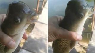 Oltasını suya atınca yakaladığı şeye inanamadı: Bedeni balık, başı kuş! Görmek için uzun kuyruklar oluşturdular