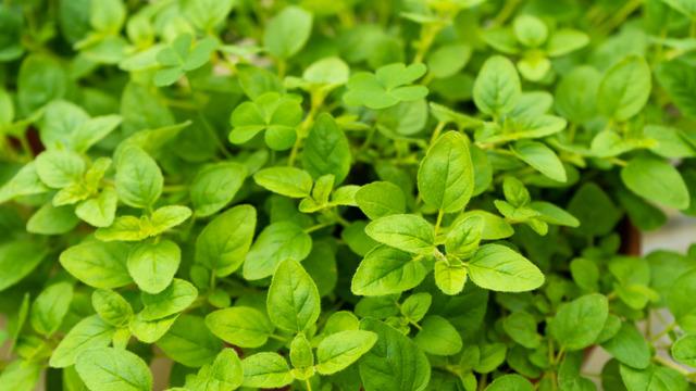 Mercanköşk nedir? Mercanköşk faydaları ve zararları