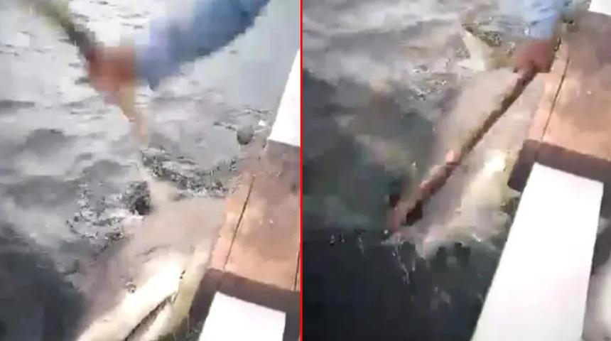 Deniz bir anda kana büründü! Köpek balığı saldırısından kıl payı kurtuldu... Köpek balığını cezalandırmak için sopayla dövdüler