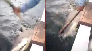 Deniz bir anda kana büründü! Köpek balığı saldırısından kıl payı kurtuldu... Köpek balığını cezalandırmak için sopayla dövdüler