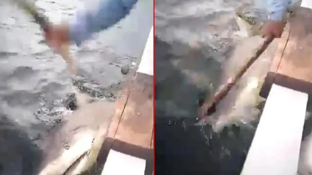 Deniz bir anda kana büründü! Köpek balığı saldırısından kıl payı kurtuldu... Köpek balığını cezalandırmak için sopayla dövdüler