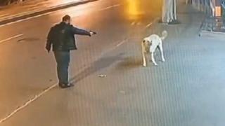 Ortada hiçbir şey yokken sokak köpeğine silah çekip tetiğe bastı... O anlar kamerada!