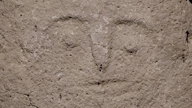 Hayvanları otlatırken fark etti! Yetkililere haber verdi... Eşi benzeri yok 'Bir ilk oldu' 