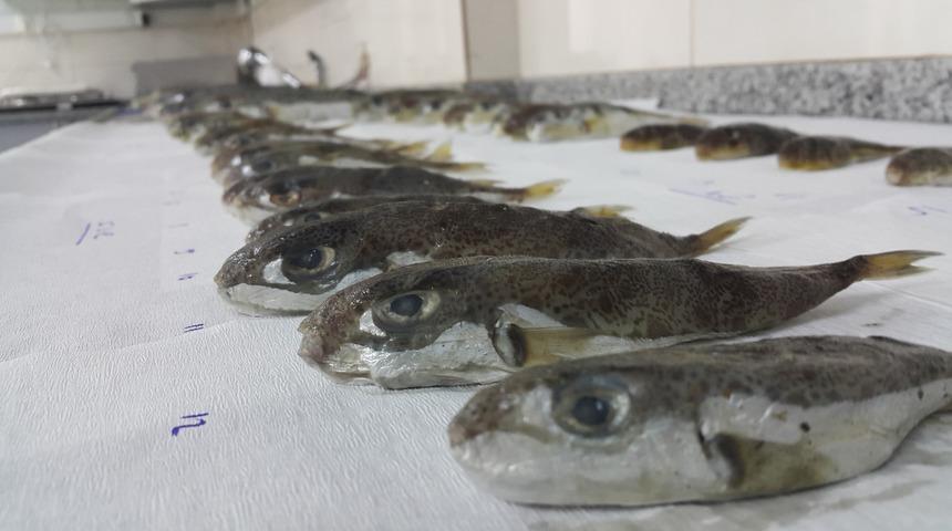 Akdeniz'de balon balığı araştırması! 'Yasaklanmalı' diyerek açıkladı: "Zehri sonbahar ve kışın en yüksek düzeye çıkıyor"