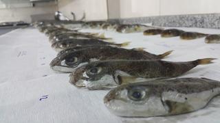 Akdeniz'de balon balığı araştırması! 'Yasaklanmalı' diyerek açıkladı: Zehri sonbahar ve kışın en yüksek düzeye çıkıyor