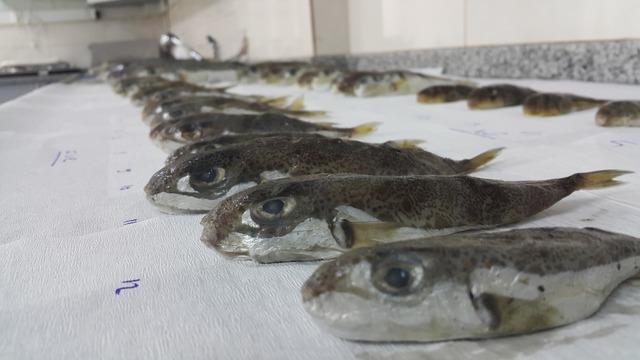 Akdeniz'de balon balığı araştırması! 'Yasaklanmalı' diyerek açıkladı: Zehri sonbahar ve kışın en yüksek düzeye çıkıyor