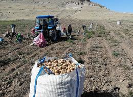 Aksaray'da patates hasadı başladı... Tarla ile pazar arasında 5 kat fark var! 'Onlar kazanıyor ama çiftçi zararda'