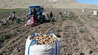 Aksaray'da patates hasadı başladı... Tarla ile pazar arasında 5 kat fark var! 'Onlar kazanıyor ama çiftçi zararda'