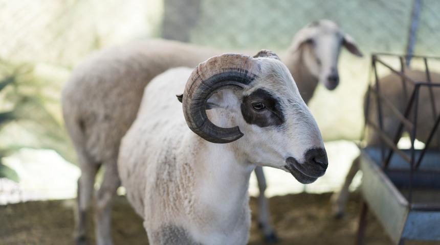 Mavi dil hastalığı nedir, nasıl bulaşır? Mavi dil hastalığı insanlara bulaşır mı?