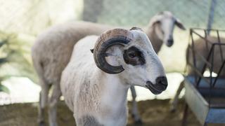 Mavi dil hastalığı nedir, nasıl bulaşır? Mavi dil hastalığı insanlara bulaşır mı?