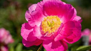 Şakayık nedir, nasıl yetiştirilir? Şakayık çiçeği hikâyesi ve anlamı