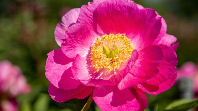 Şakayık nedir, nasıl yetiştirilir? Şakayık çiçeği hikâyesi ve anlamı