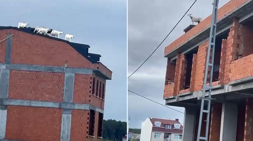 Görüntüler Arnavutköy'den! Keçiler firarda: Binanın en tepesine çıktılar