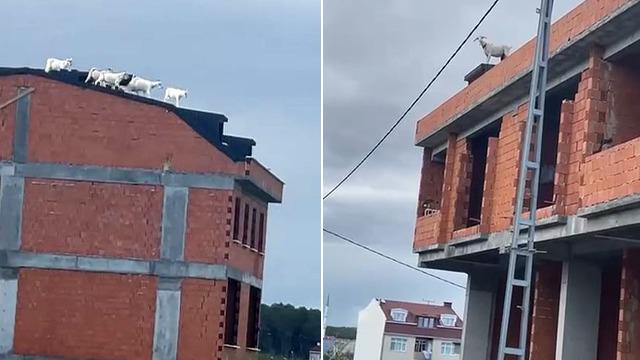 Görüntüler Arnavutköy'den! Keçiler firarda: Binanın en tepesine çıktılar