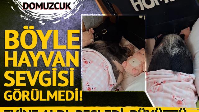 Domuza isim verdi, evini açtı, oyuncaklar aldı bir de yanı başında yatırdı... Böyle bir hayvan sevgisi görülmedi!