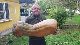 Bahçesine gittiğinde gözlerine inanamadı!  40 kilo 650 gram ağırlığında 110 santimetrelik kabak yetiştirdi