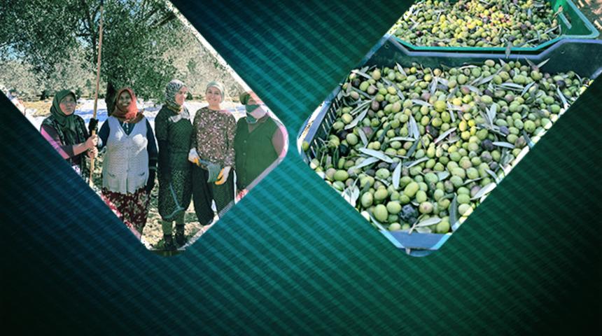 Zeytinyağının hikayesi: Edremit'teki FestOlive heyecanı tamamlandı! "Zeytin olmasa biz de yoktuk"